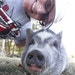 PigInAPokeSanctuary