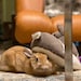 Lucky Bunny