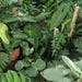 ClassyplantsUsa