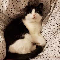 CrochetCatto