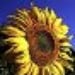 thevintagesunflower