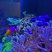 ChrissAquaticDesign