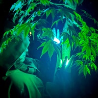 KiraLights
