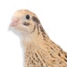 Curious Quail