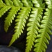 Flora