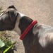ClarksPetCreations