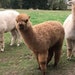 AllAlpaca