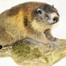 NaturalTaxidermy
