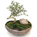 CustomBonsai.com