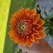 Buyer Avatar
