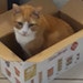 SaffronFox