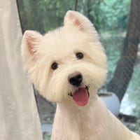 PetApparelStudio