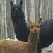 Coyote Trail Farm and Fiber Mill