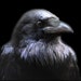 Mother Crow avatar