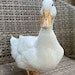 Luckyduckrecordshop