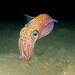 Gertrude the Squid avatar