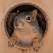 Squirrel Boxes
