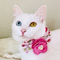 PetCosmo