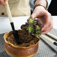 DesertViewCactus