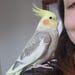 BindingBirdy