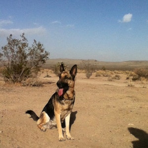 Vintage Five Tiny White Rabbit Figurines, Miniature Plastic Albino ...