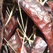 illacreations