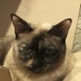 Buyer Avatar