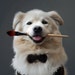 PawPrintArtistry