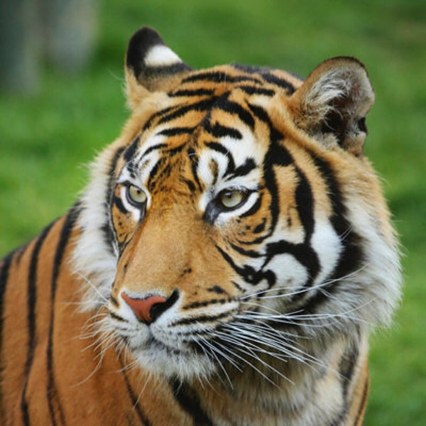 Expansi-Pouch Leather Wide 10 Slots Pen Case - A6 Zip Folio - Black - Galen Leather