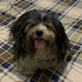 Buyer Avatar