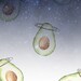 AvocadosInSpace
