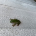 Toad June avatar