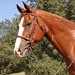 EquineDIY