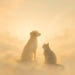 ForeverWithYouPaws