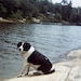 JKMorganPets