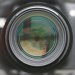 Faye avatar