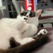 Buyer Avatar