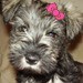 J Dadey avatar