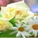 EndlessFlowers