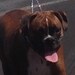 Buyer Avatar