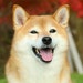 saigonmade