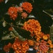 VintageVieStore