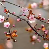 AprilDelouvre