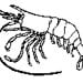 lobsterlu avatar