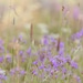 EricaMcCarrollPhotog