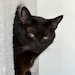 luckymews