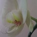 EnchantingCollection