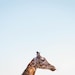 Francoise profile picture