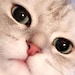 Buyer Avatar