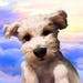 Paws Of the World